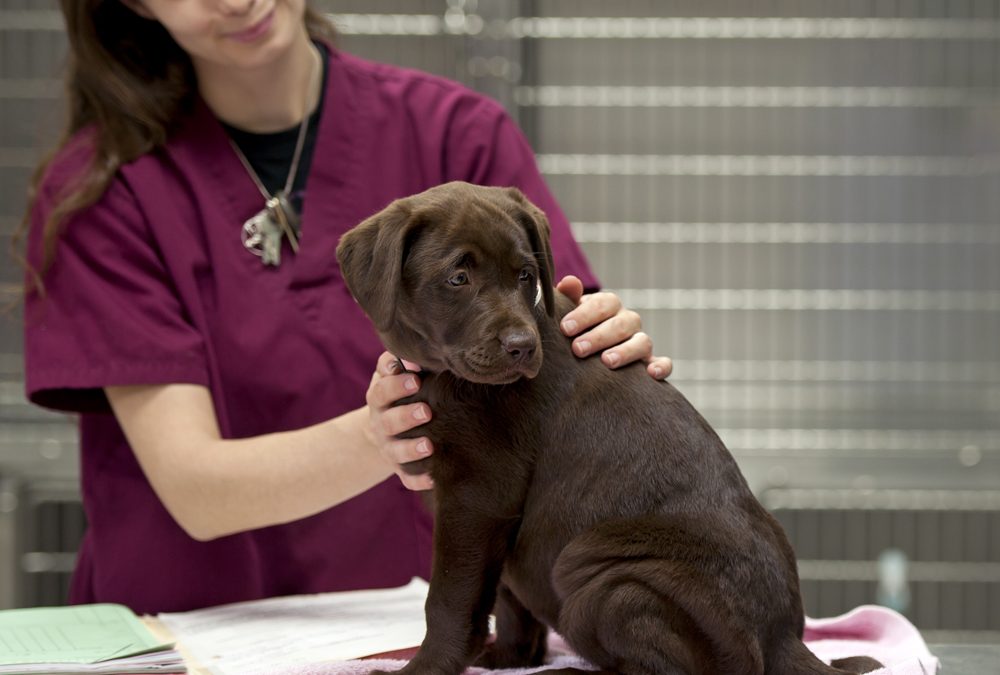 A,Vet,Technician,Gets,A,Patient,Ready,For,Her,Shots