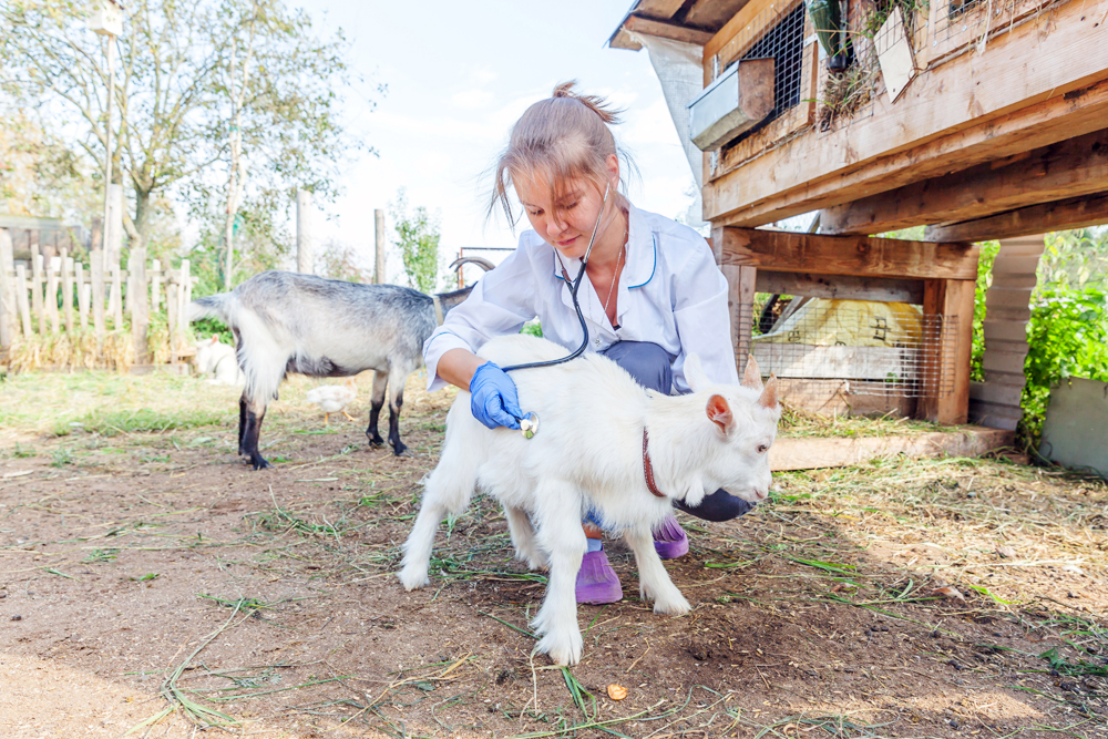 Young,Veterinarian,Woman,With,Stethoscope,Holding,And,Examining,Goat,Kid