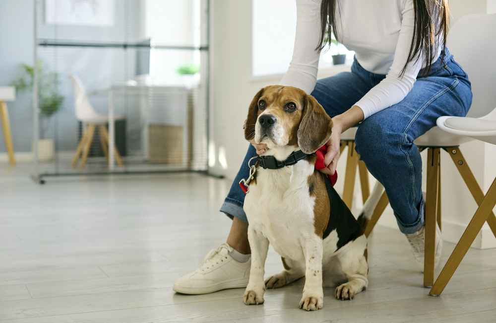 What a Veterinary Appointment Actually Has to Pay For