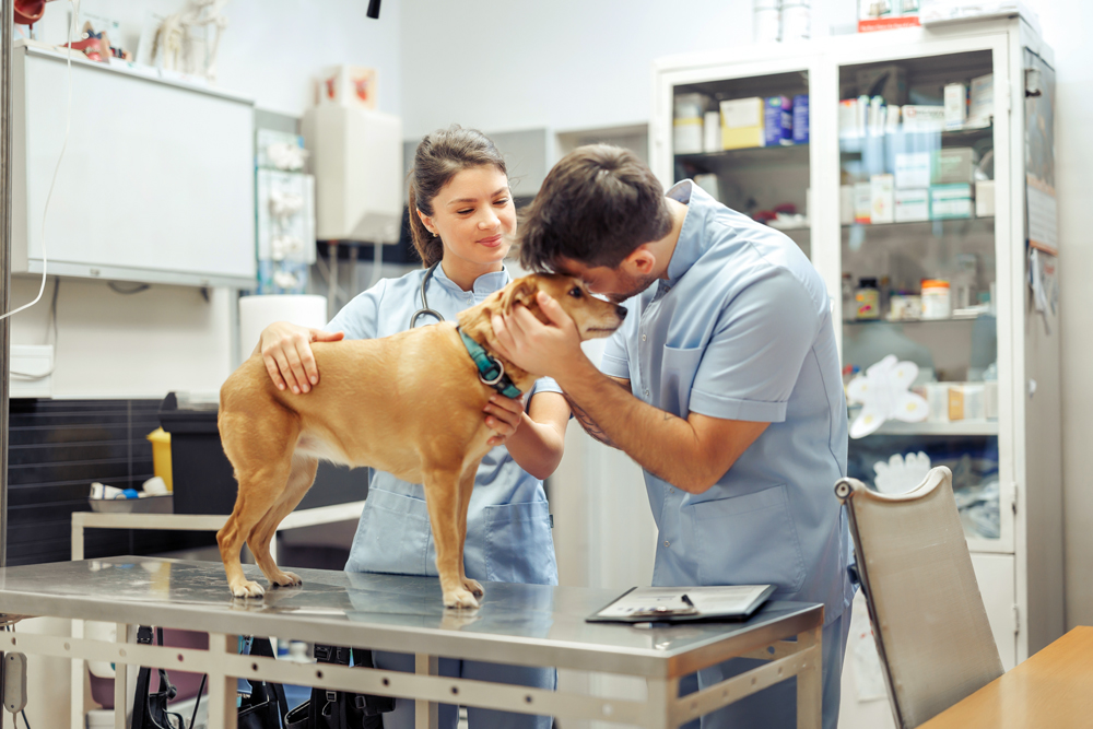Veterinary Internships
