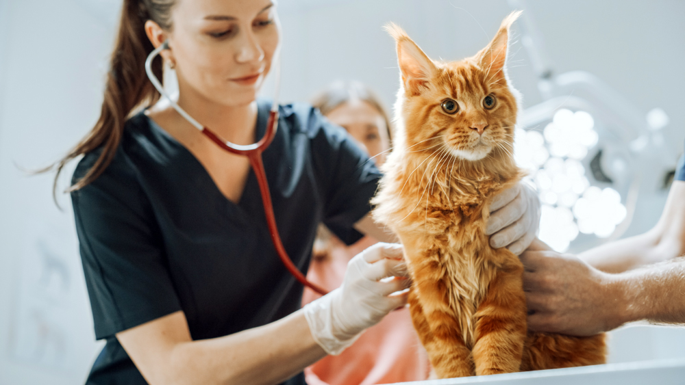 What I Learned in a Room Full of Veterinary Practice Owners