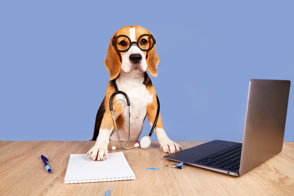 A,Beagle,Dog,With,Glasses,And,A,Stethoscope,Sits,Over