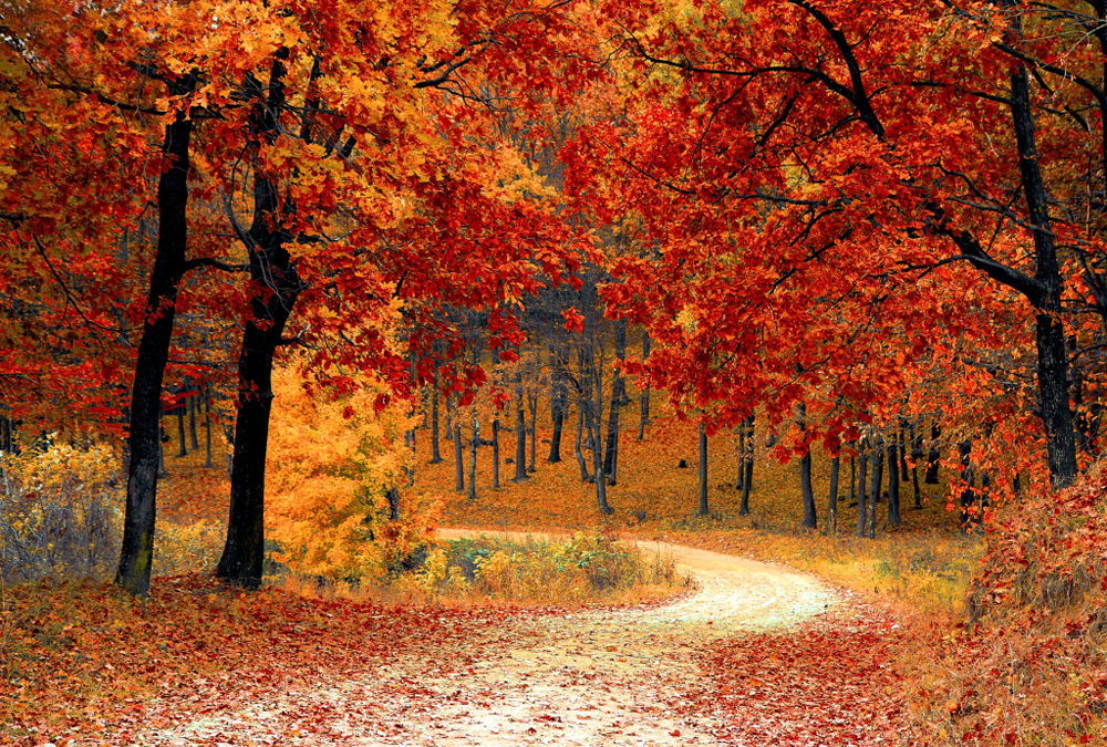 When the Leaves Let Go: Lessons in Self-Care, Renewal, and New Goals