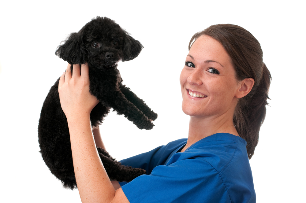 Veterinary,Assistant,Holding,Pet,Poodle,Isolated,On,White,Background.