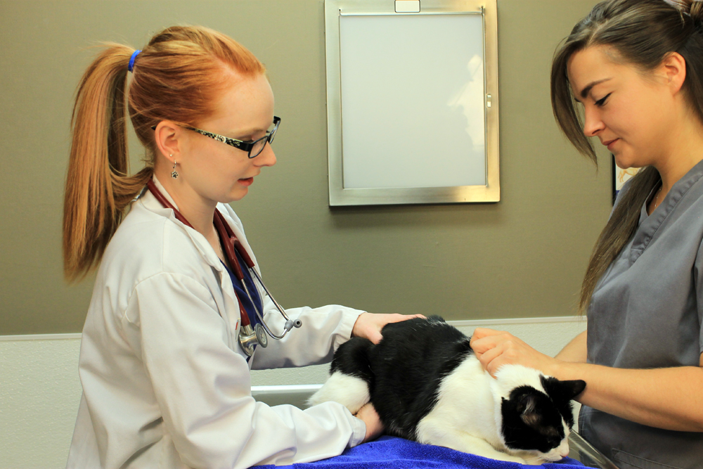 AAHA Releases Veterinary Technician Utilization Guidelines