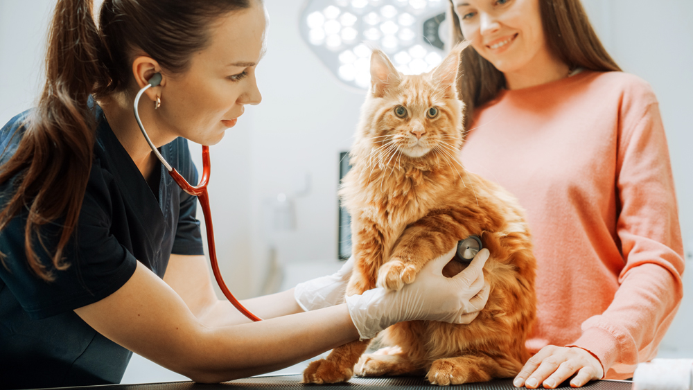 Female,Veterinarian,Inspecting,A,Pet,Maine,Coon,With,A,Stethoscope