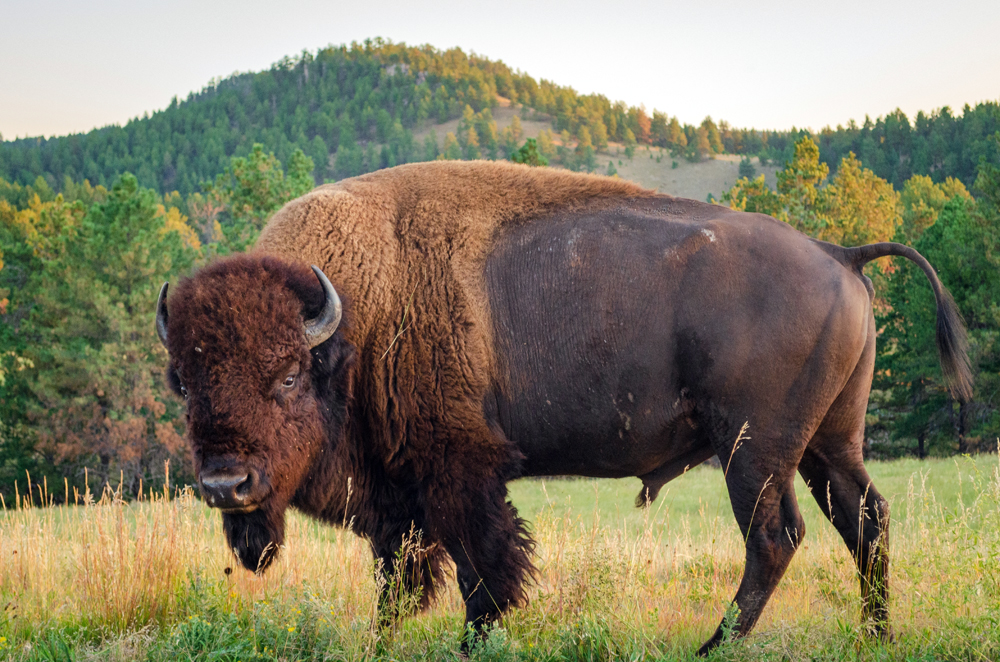 Animal Health News: Wildlife Conservation Health News