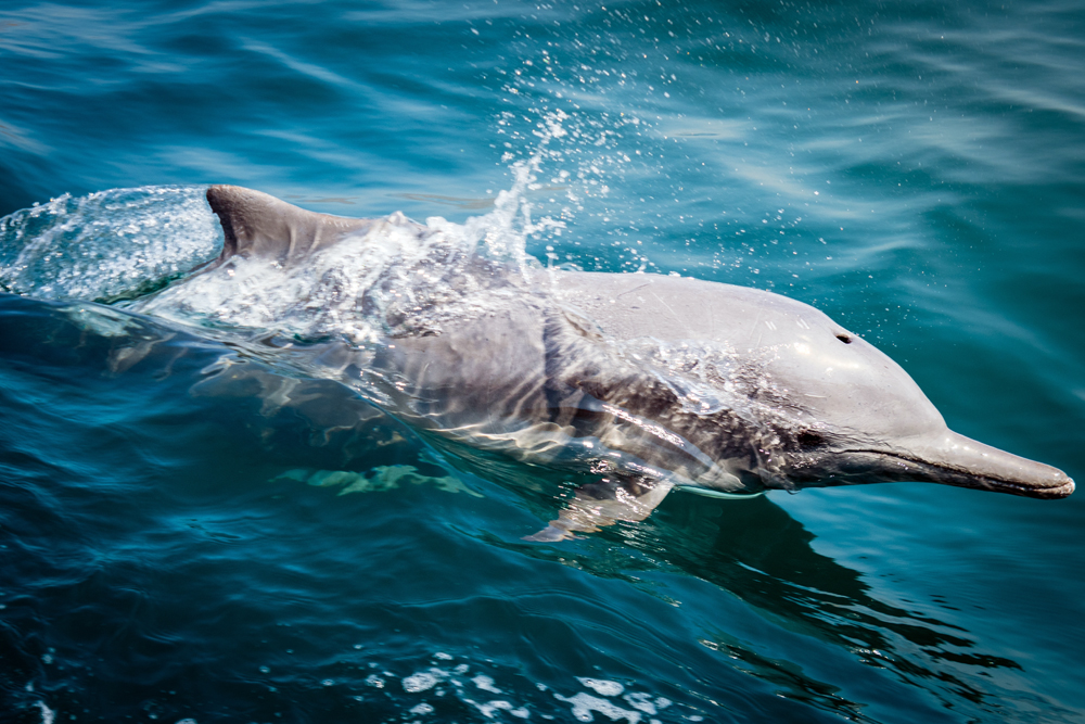 Wildlife Conservation Innovation News: Animal Health News and Views