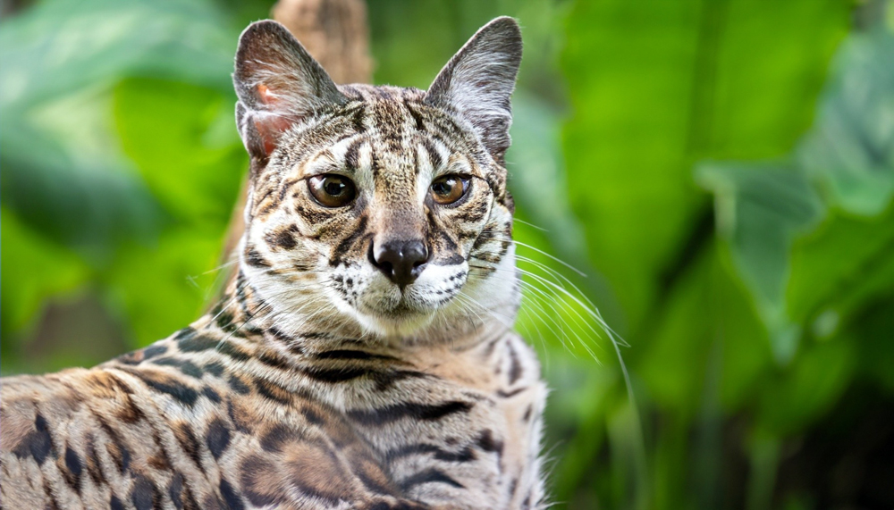 Wildlife Disease Prevention News: Animal Health News and Views