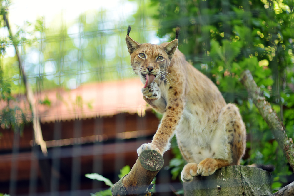 Zoonotic Surveillance News: Animal Health News and Views