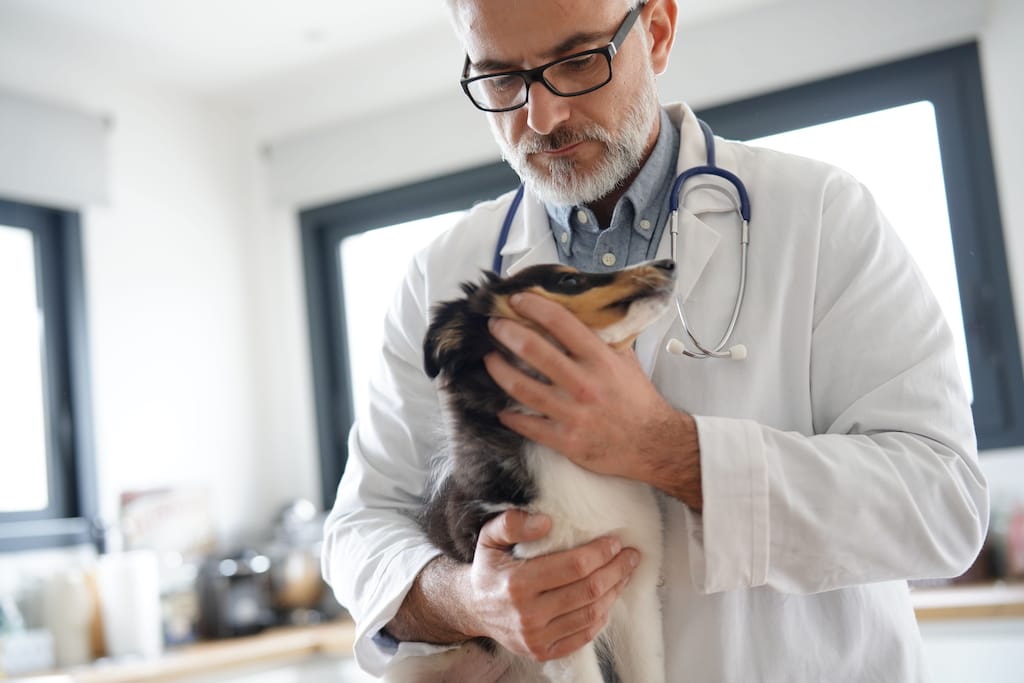 Is There a Veterinarian Shortage . . . or Isn’t There? Animal Health