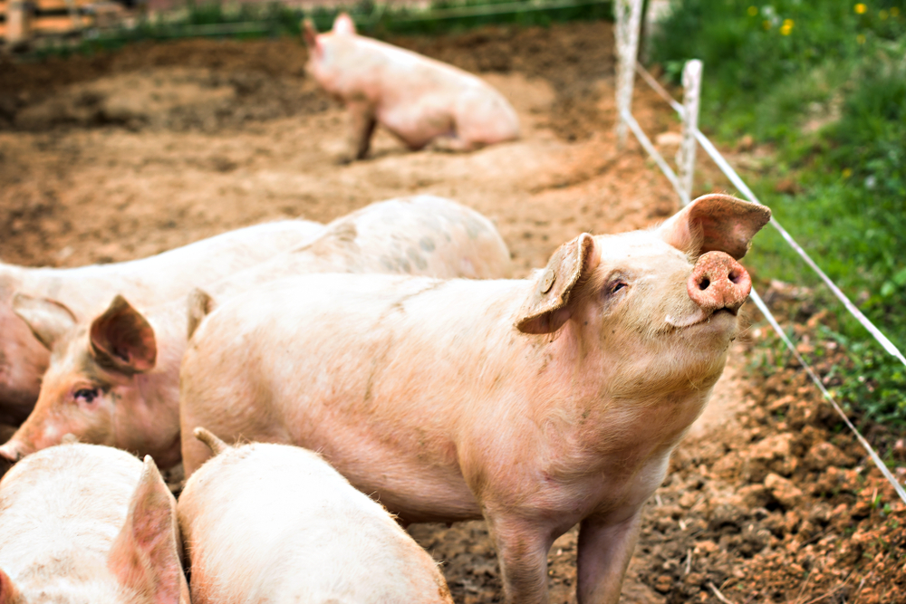 Does the U.S. Swine Industry Need a New Surveillance Approach?