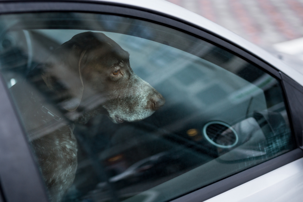 Denver Animal Protection: Dozens of Pets Found Confined in Hot Cars Since January