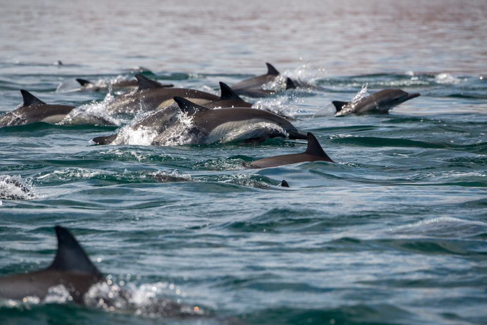 Common,Dolphin,Jumping,Outside,The,Pacific,Ocean,In,California