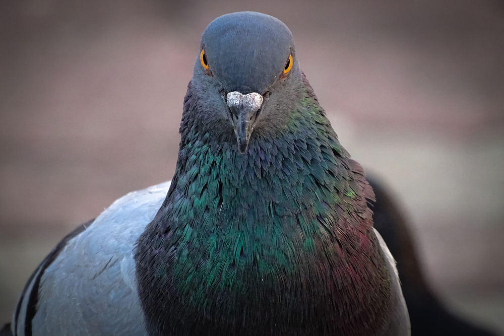 Pigeons Are Surprisingly Good at Detecting Cancer