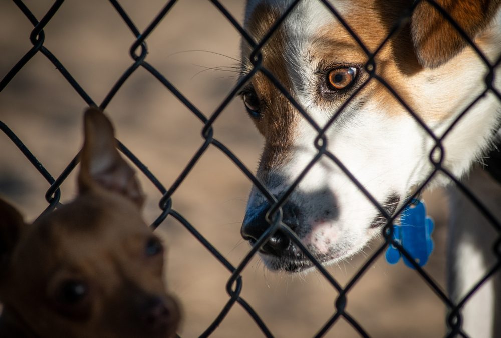 DeKalb County Breaks Ground on ‘Pet Neighborhood’ to Address Shelter Overcrowding