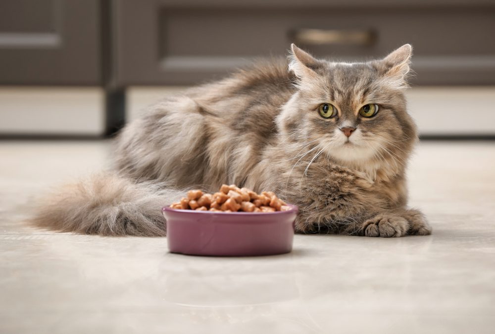 Scientists Discover Why Cats Suddenly Stop Eating Their Food