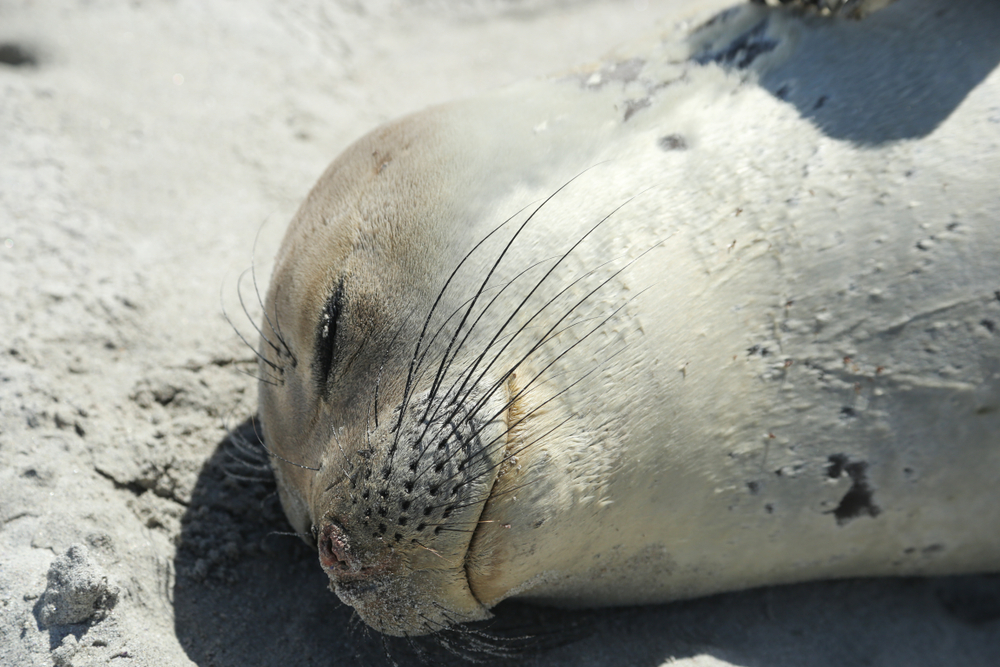 Sea Lions are Stranding Themselves on California’s Coast with Signs of Poisoning by Harmful Algae