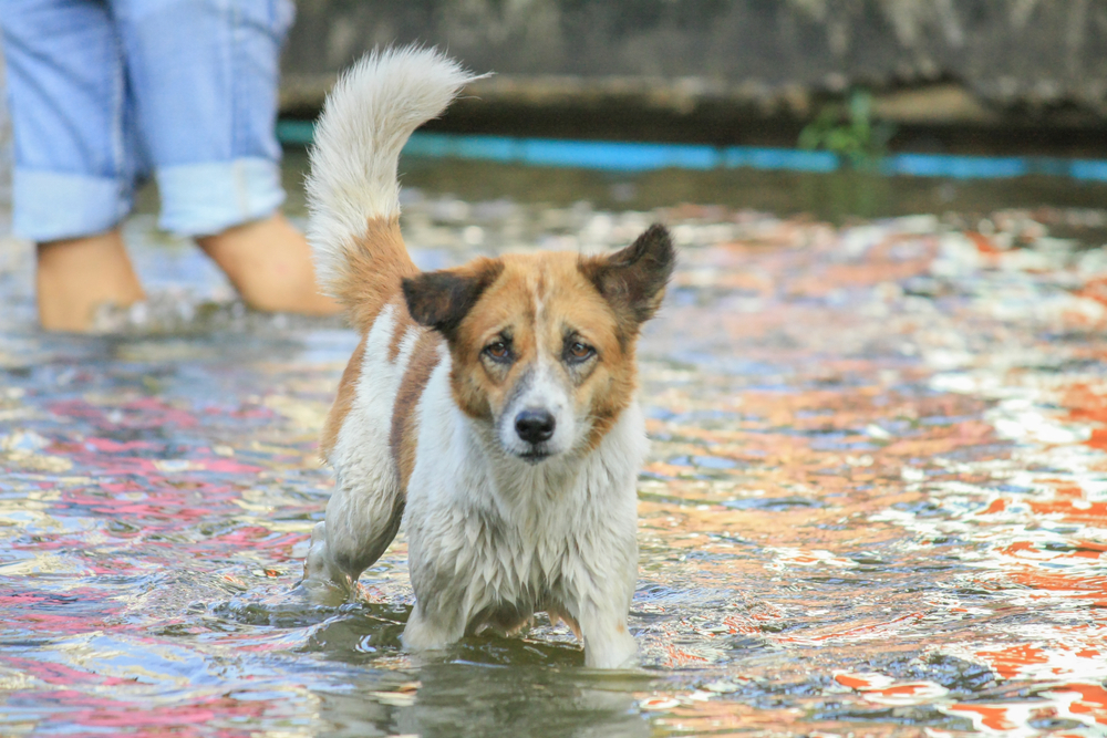 As Texas Flood Waters Recede, Efforts to Rescue Pets Intensify