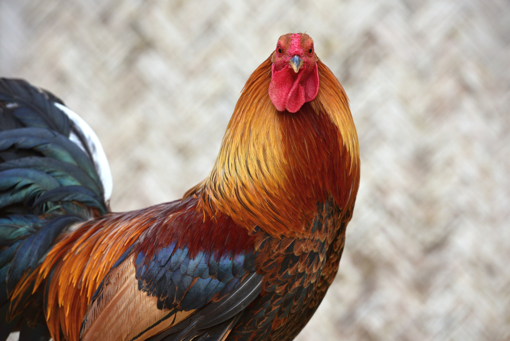 A,Rooster,,Also,Known,As,A,Gamecock,,A,Cockerel,Or