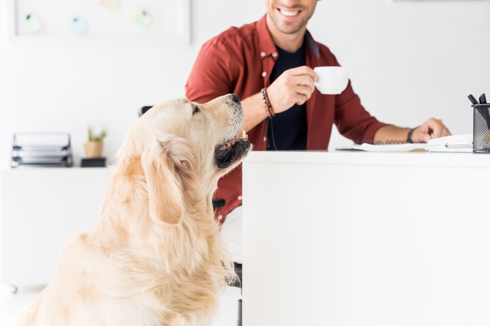 Is Your Workplace Pet-Friendly Gertified?