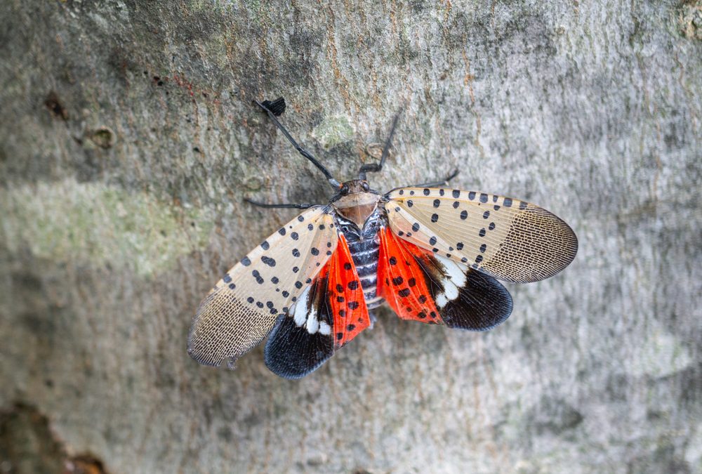 Dogs Can Help Detect, Remove Spotted Lantern Flies