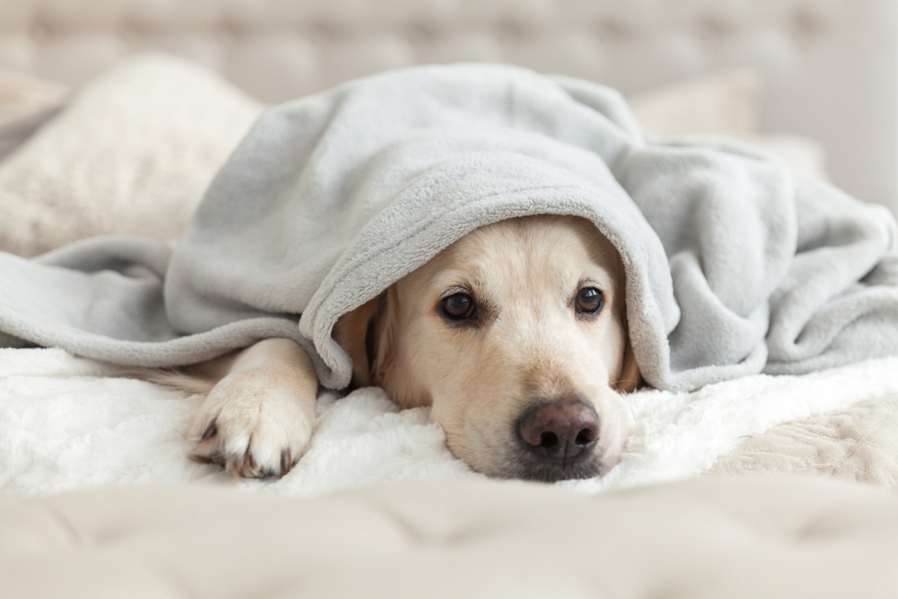 Under the Weather Pet Launches a New Lineup of Products for Unwell Pets