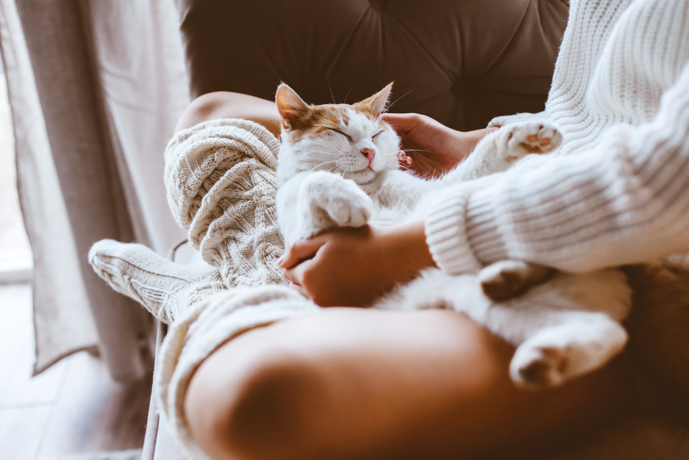 Cat Allergy: What Works, What Doesn’t, and What’s Next