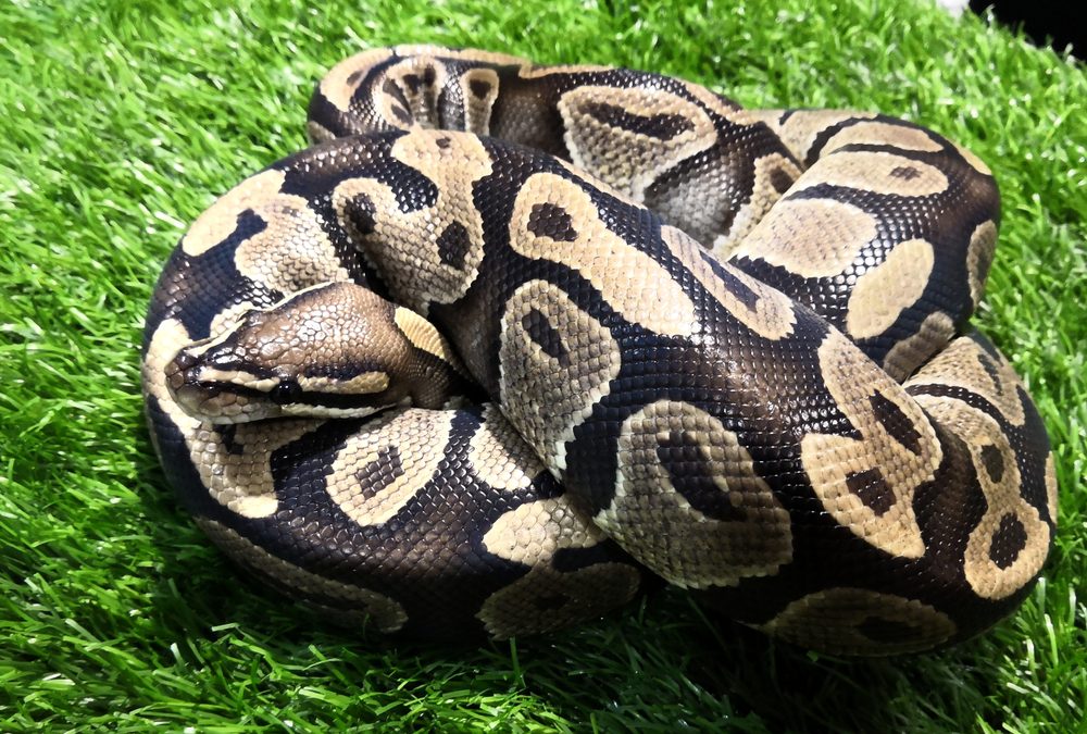 Robot Rabbits the Latest Tool in Florida Battle to Control Invasive Burmese Pythons in Everglades