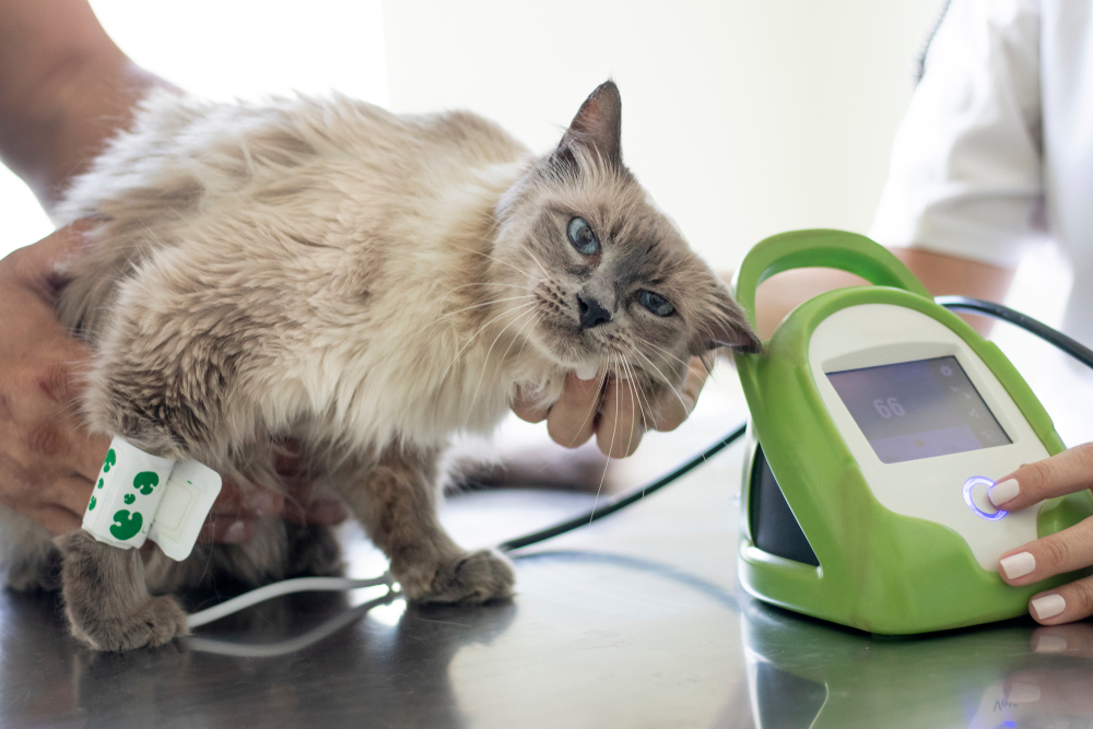 How to Diagnose and Manage Feline Seizures