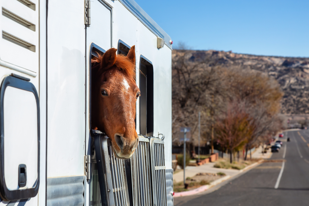 Behavior and Health Problems During Short-Distance Transport