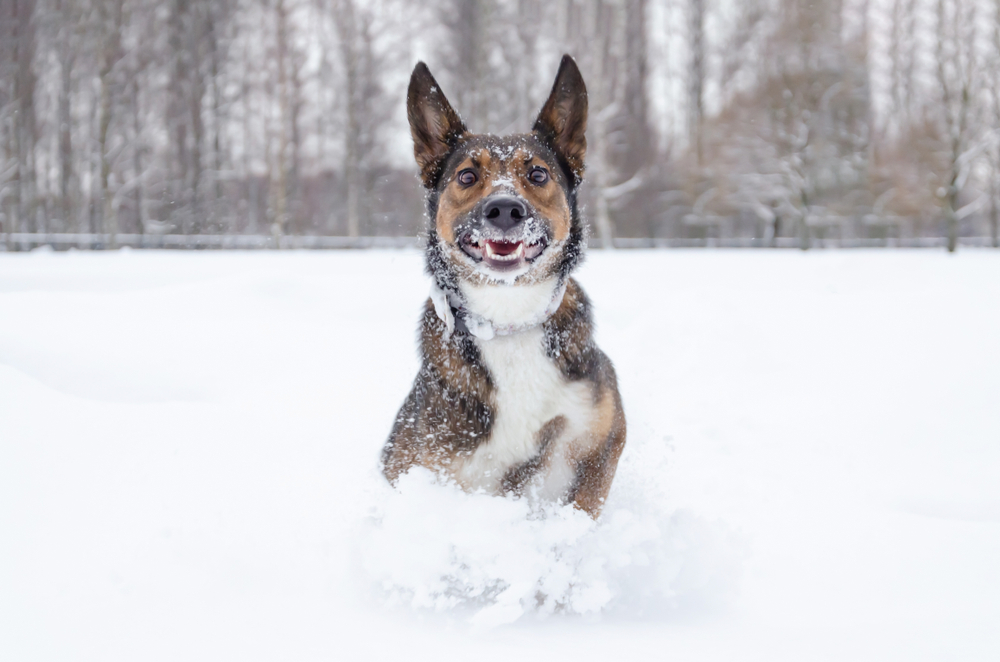 Veterinarian Warns Pet Hypothermia Can Happen in Minutes During Extreme Cold