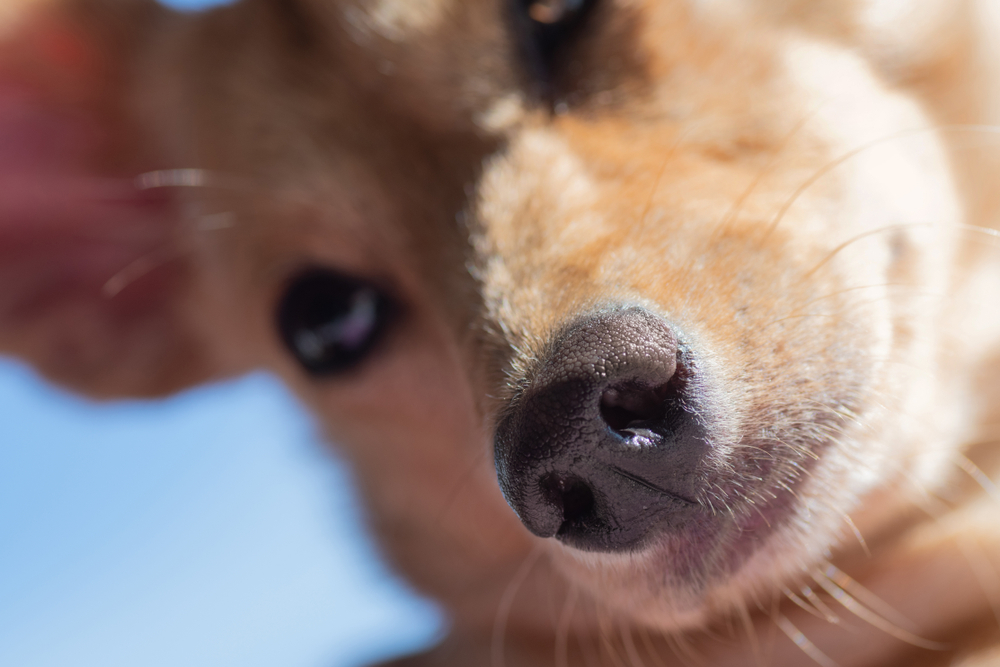 Dogs Team Up with AI to Sniff Out Cancer