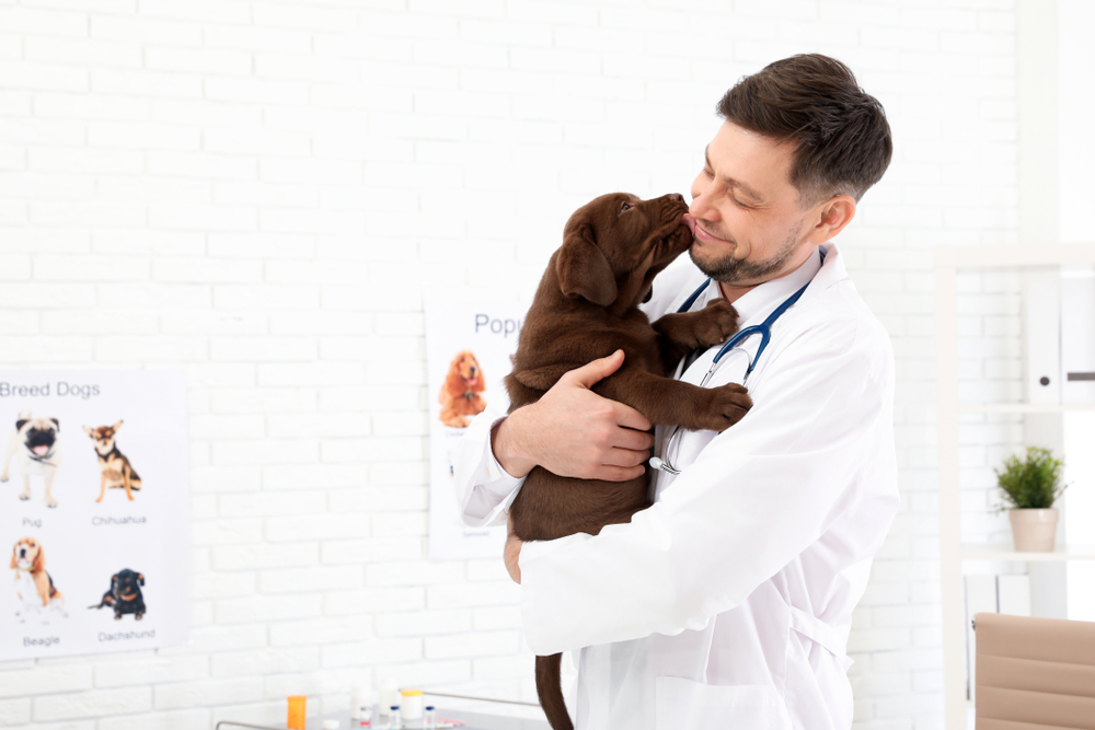 Professional,Veterinarian,Holding,Cute,Labrador,Puppy,In,Clinic