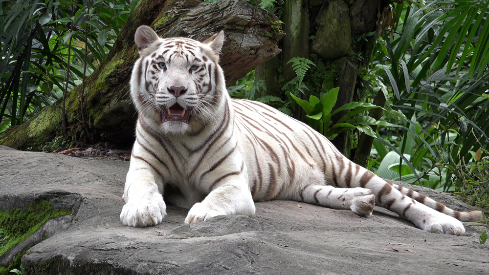 White,Tiger,(panthera,Tigris),Resting,In,The,Jungle