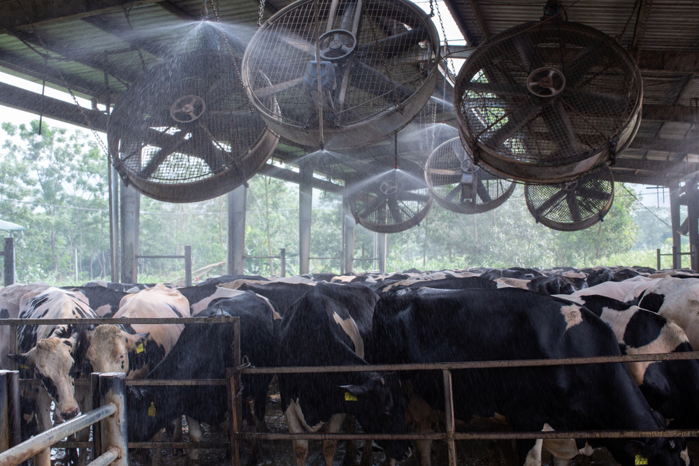 Essential Tips to Optimize Cow Comfort in the Holding Area
