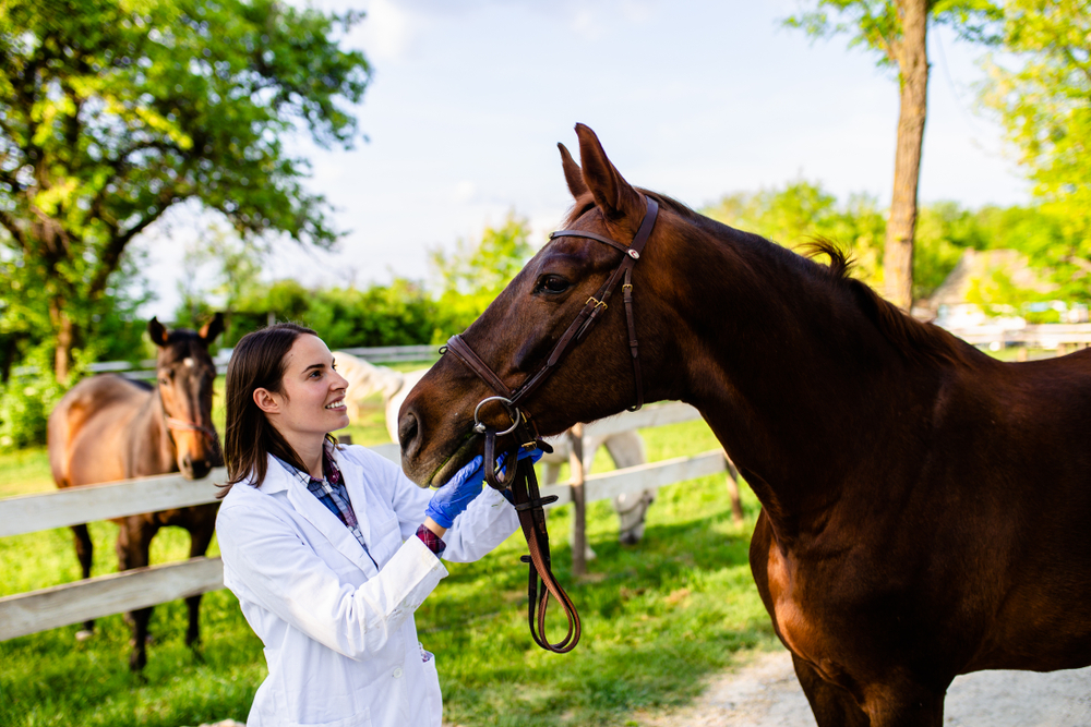 Rural Veterinarians Highlight Challenges Facing Large-Animal Care