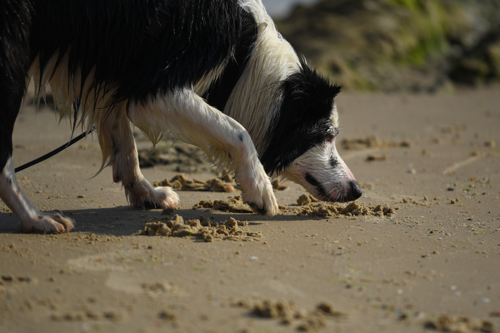 Border Collies Out-Sniff Some Hunting Dogs in Scientific Smell Competition