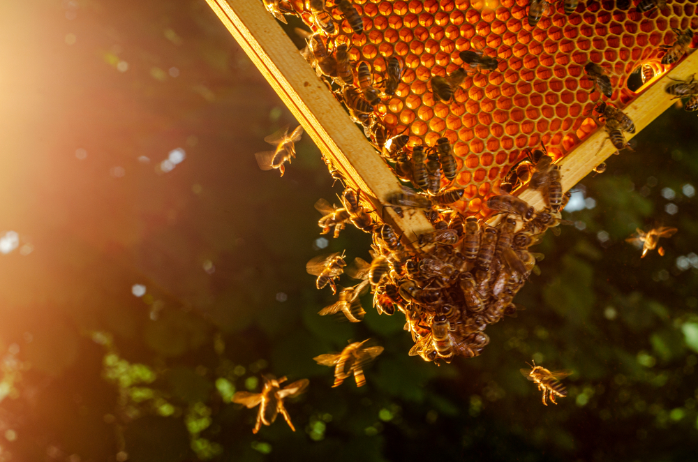 Colorado State University Launches First Honeybee Veterinary Science Course