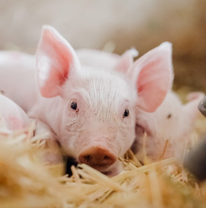 Canada Approves PRRS-Resistant Pigs