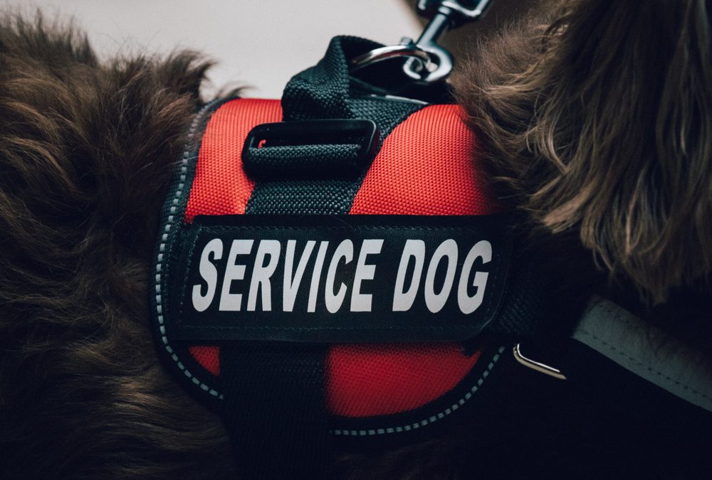 A,Red,Service,Dog,Vest,On,A,Long,Haired,Dachshund.