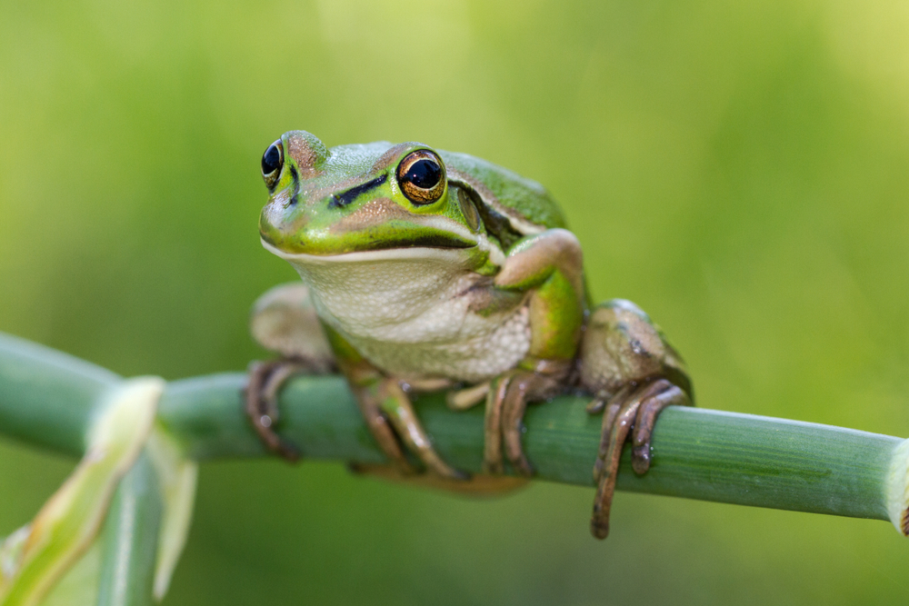 Frog saunas could help the amphibians cope with a deadly fungus