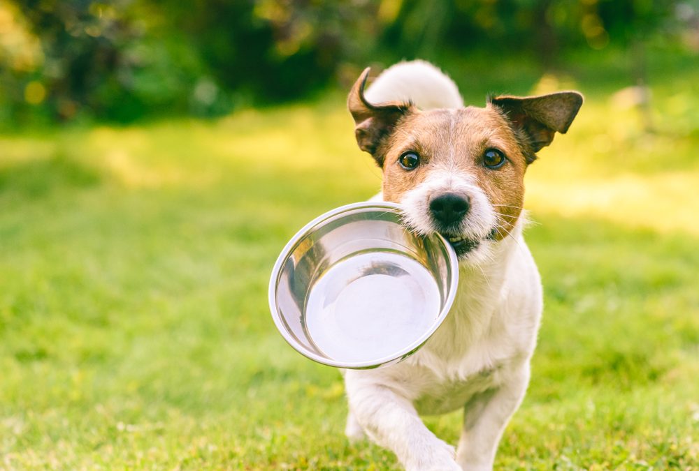 Hungry,Or,Thirsty,Dog,Fetches,Metal,Bowl,To,Get,Feed