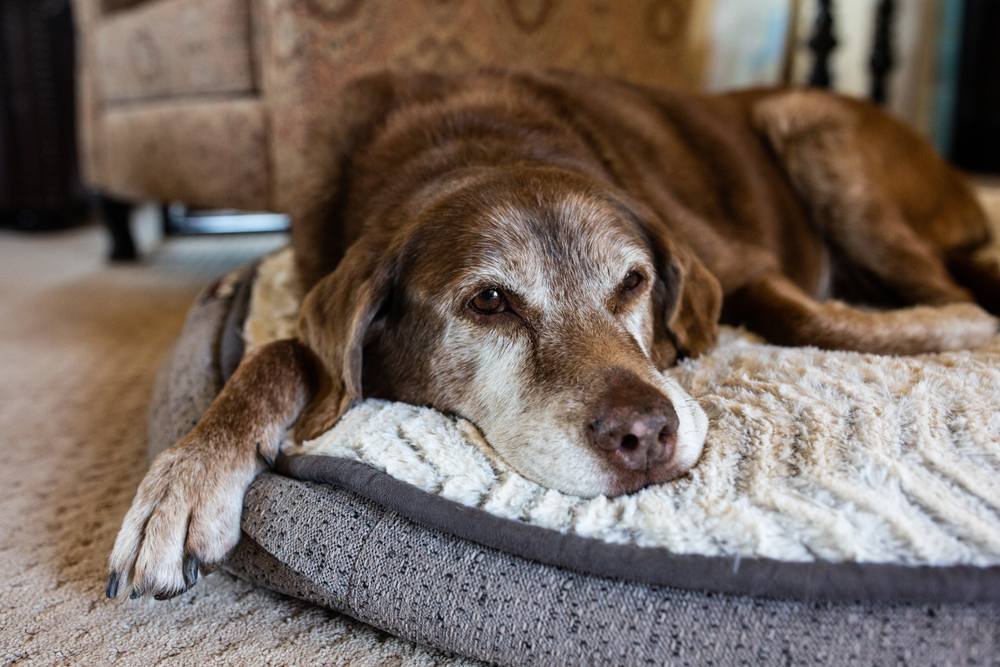 Dogs May Lose Hearing as They Age, But with Patience and TLC, They Can Still Have Full Lives