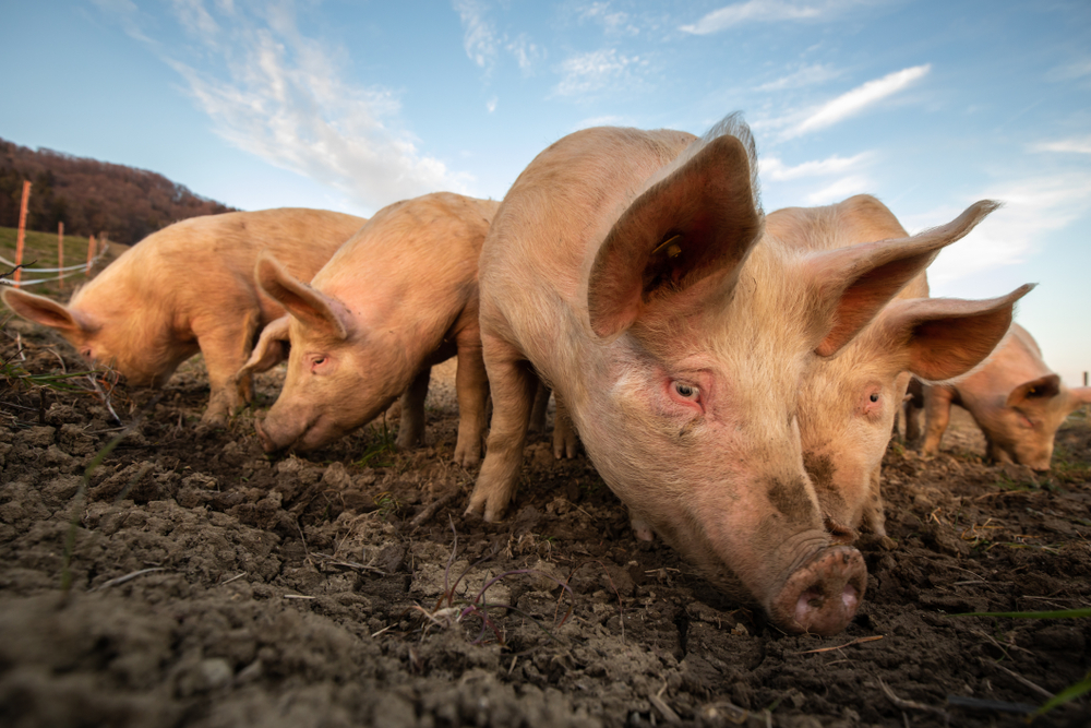 Fine-Mapping Breakthrough Aids Livestock Breeding and Research