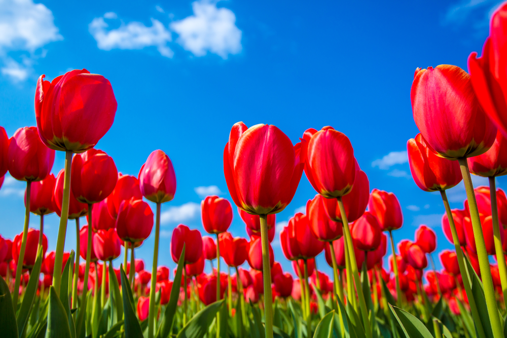Owner’s Warning After Dog’s Tulip Festival Death