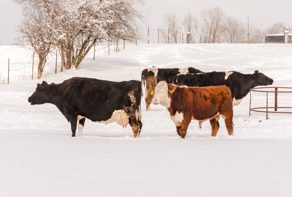 Veterinarians Share Advice on Ensuring Livestock Safety During Freezing Temperatures