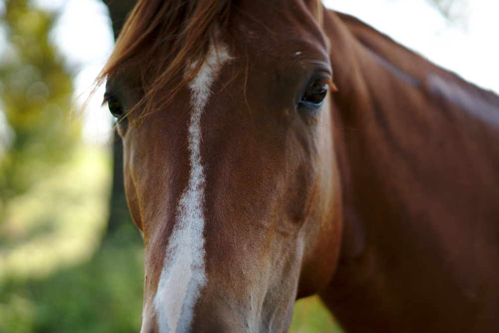 Commissioner Miller Alerts Texas Equine Industry of EHV-1 Outbreak