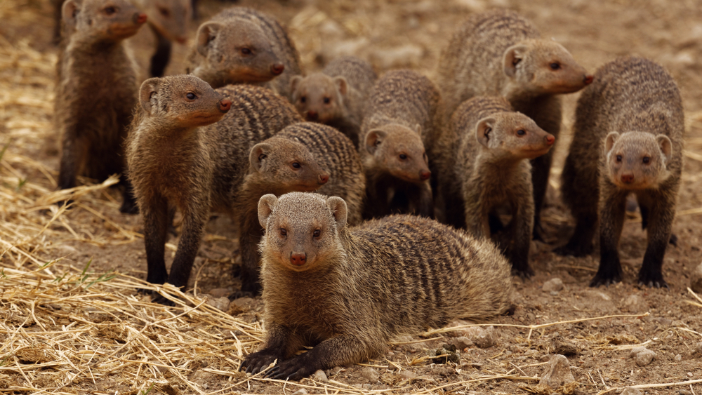 Grove,Of,Banded,Mongoose,(mungos,Mungo),Commonly,Found,In,The