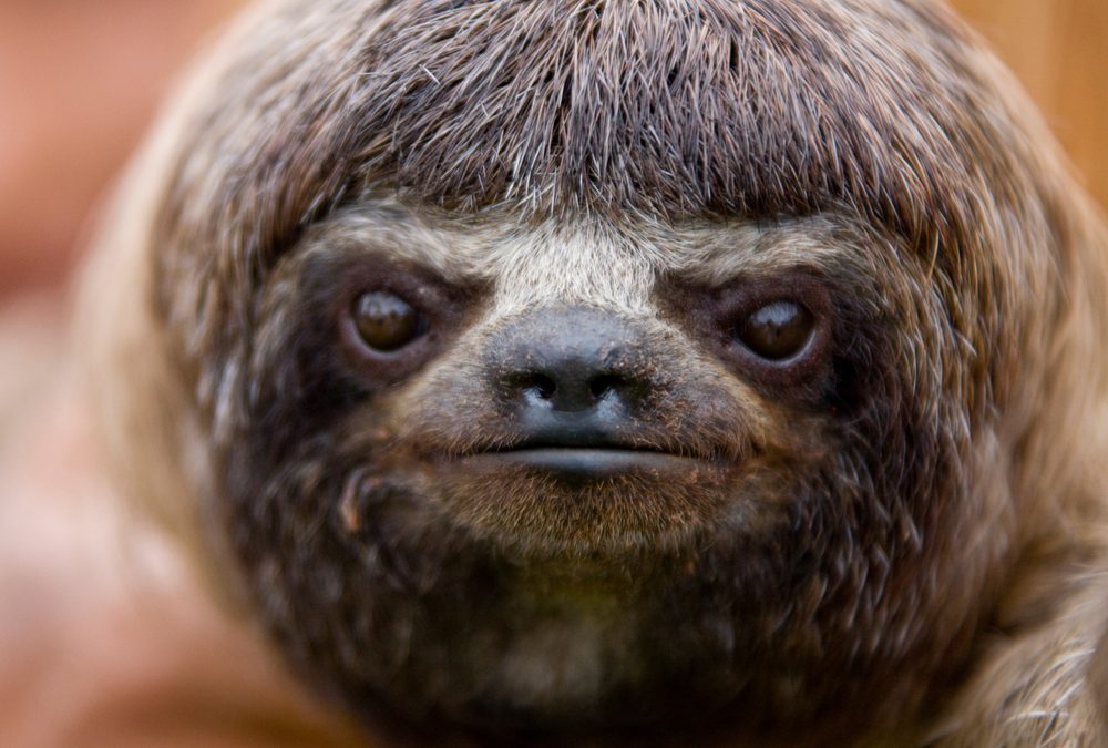 Florida Zoo Shares Heartbreaking Update on Third Sloth Rescued from ‘Sloth World’